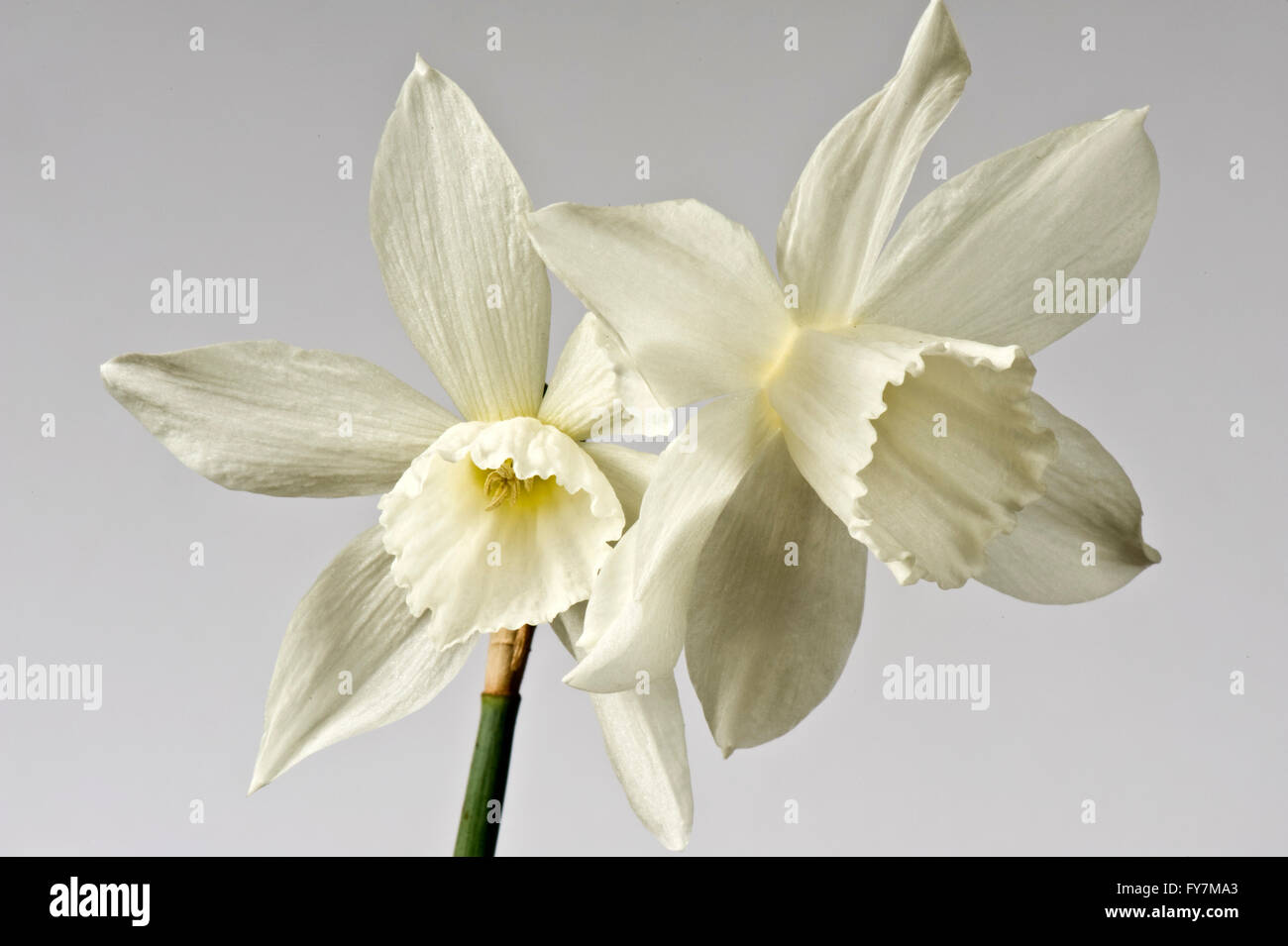 Narcissus 'Thalia', a white triandrus daffodil with two or three flowers on each stem, March Stock Photo