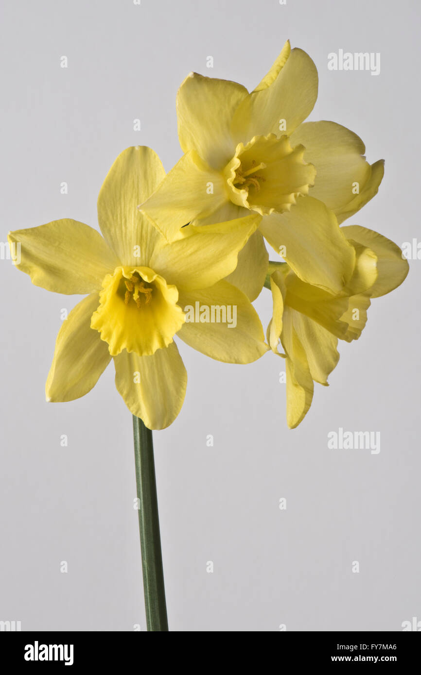 Narcissus 'Pipit', a jonquilla daffodil with several pale lemon-yellow flowers, April Stock Photo