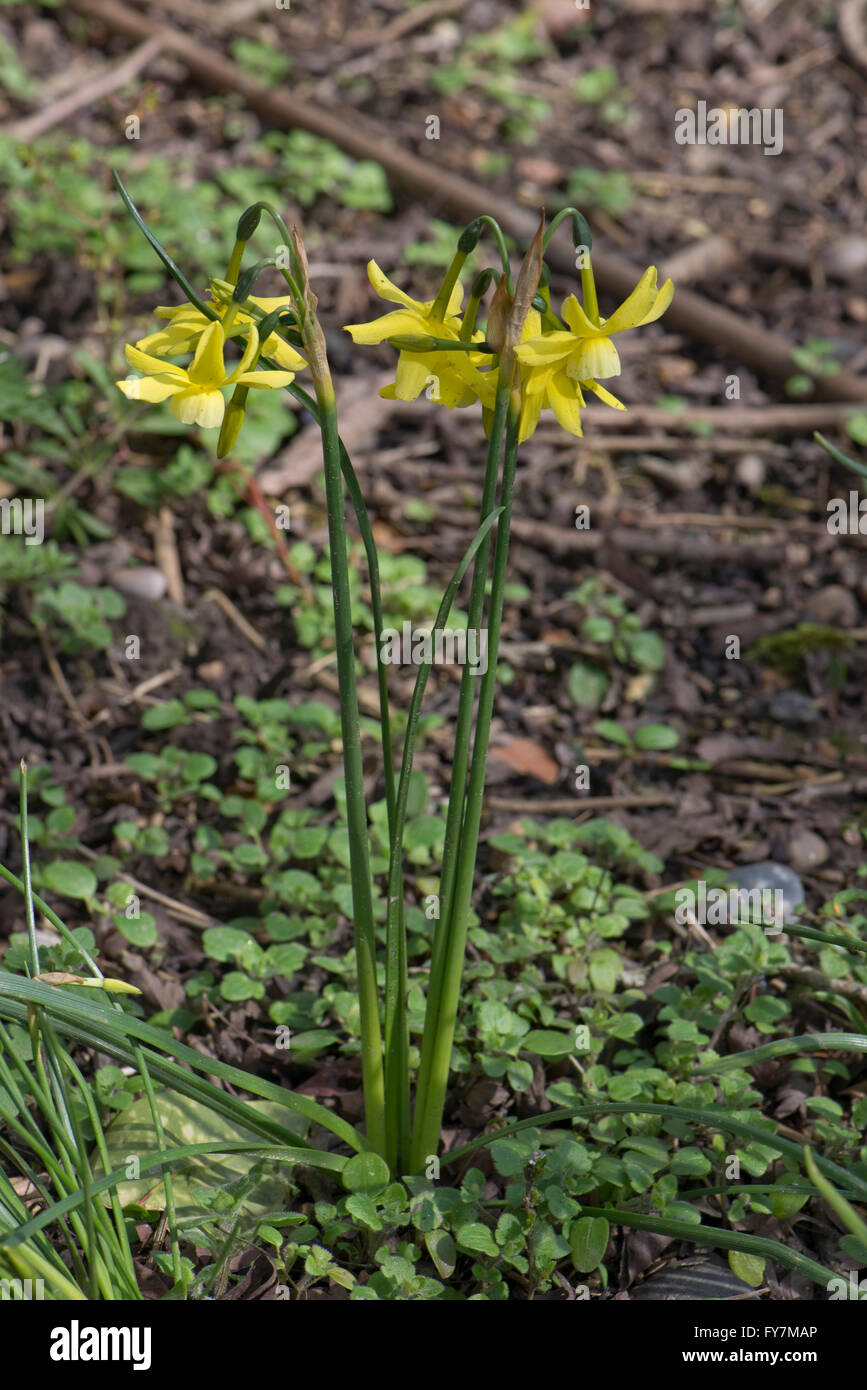 Narcissus 'Hawera', a dwarf daffodil with several pale nodding pale yellow flowers, April Stock Photo