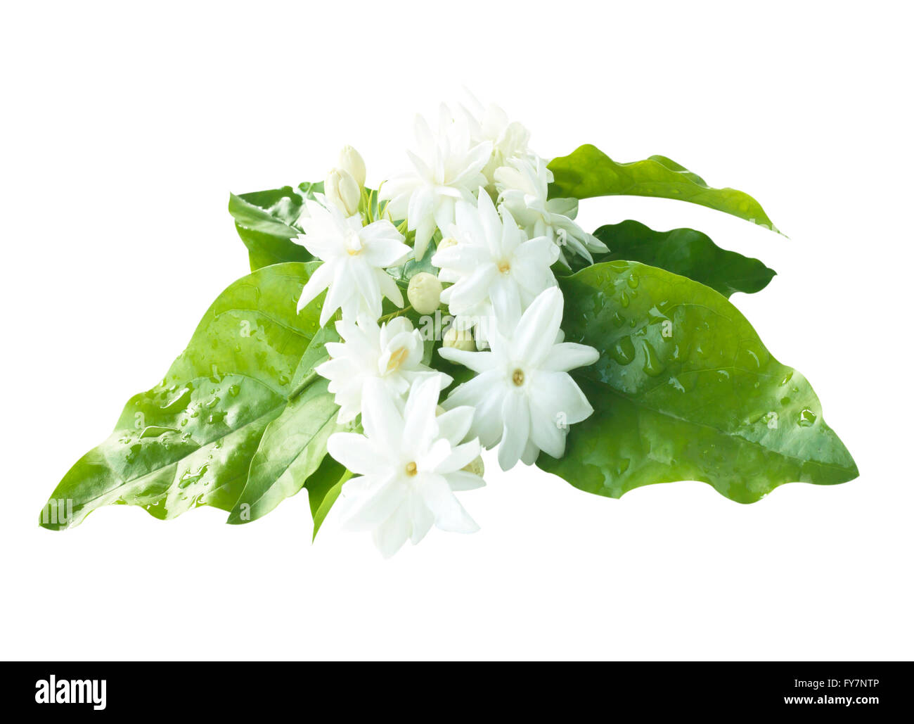 Jasmine flowers fresh isolated on white background Stock Photo Alamy