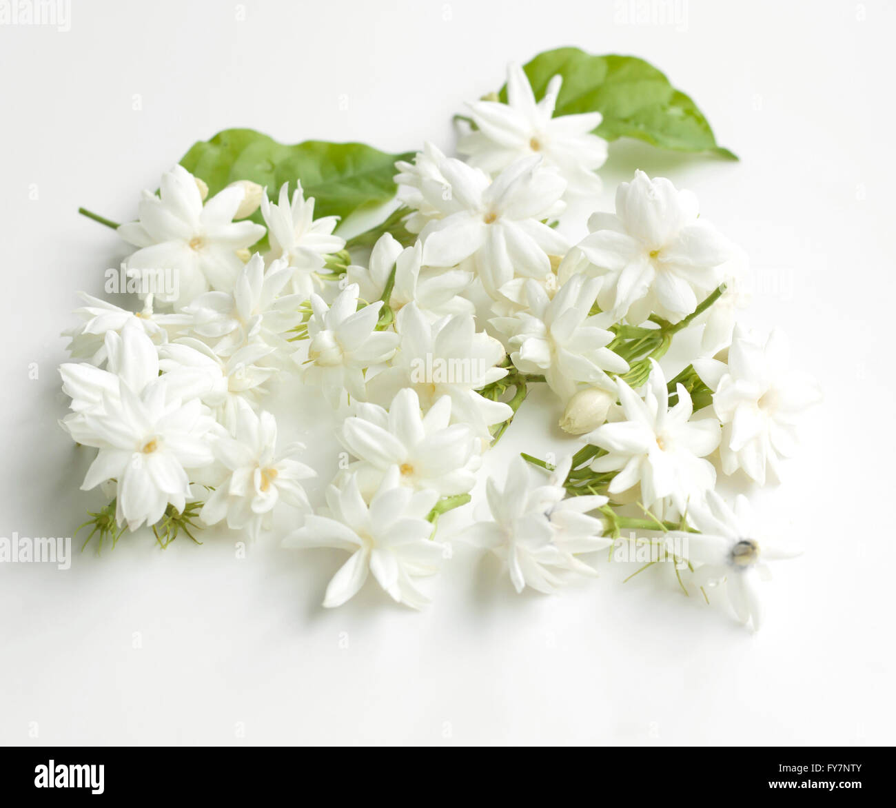 Jasmine flowers fresh isolated on white background Stock Photo Alamy