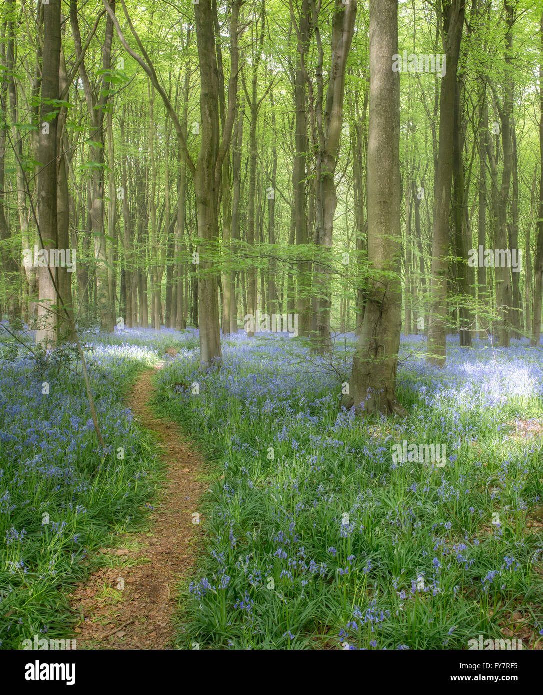 A sign of spring, a path through bluebell woods, West Woods, Wiltshire, England Stock Photo