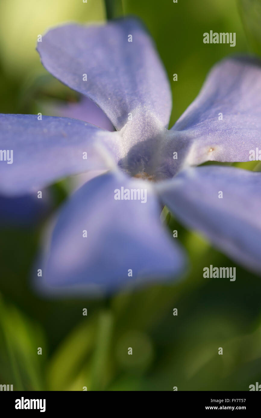 Purple wildflowers hi-res stock photography and images - Alamy