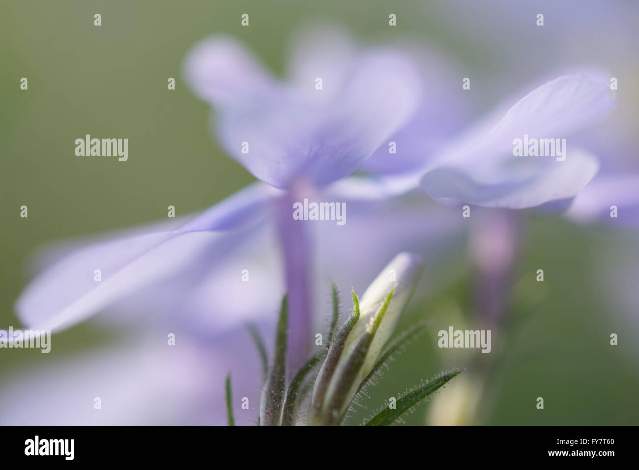 Purple wildflowers hi-res stock photography and images - Alamy
