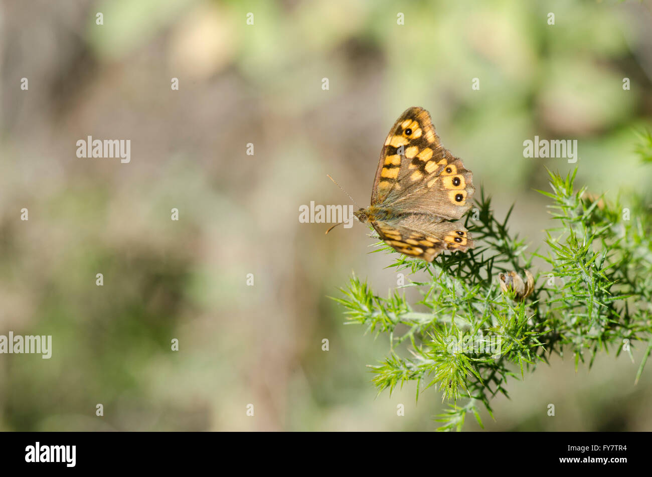 Speckled wood, butterfly, Pararge aegeria, sunbathing, Andalusia, Spain. Stock Photo