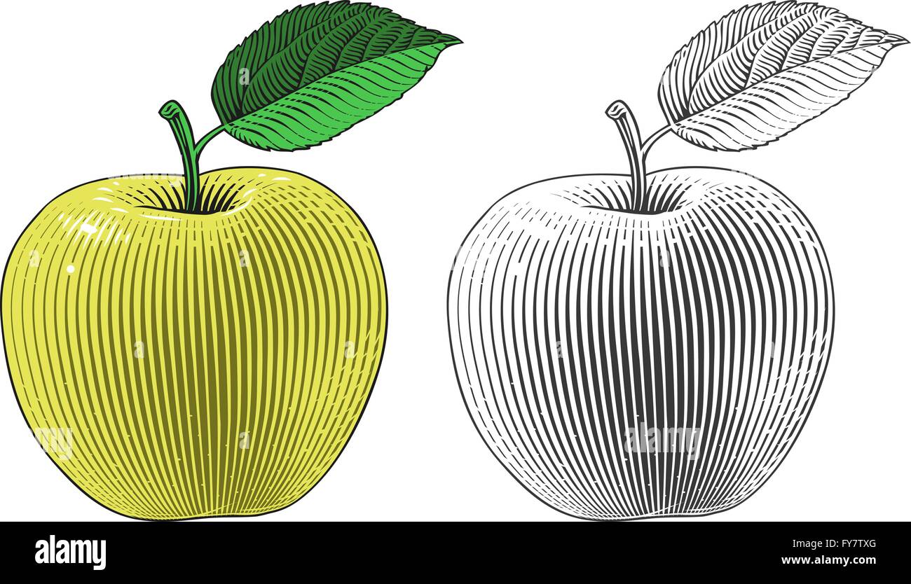 Vector illustration of an apple in engraving style on transparent background Stock Vector