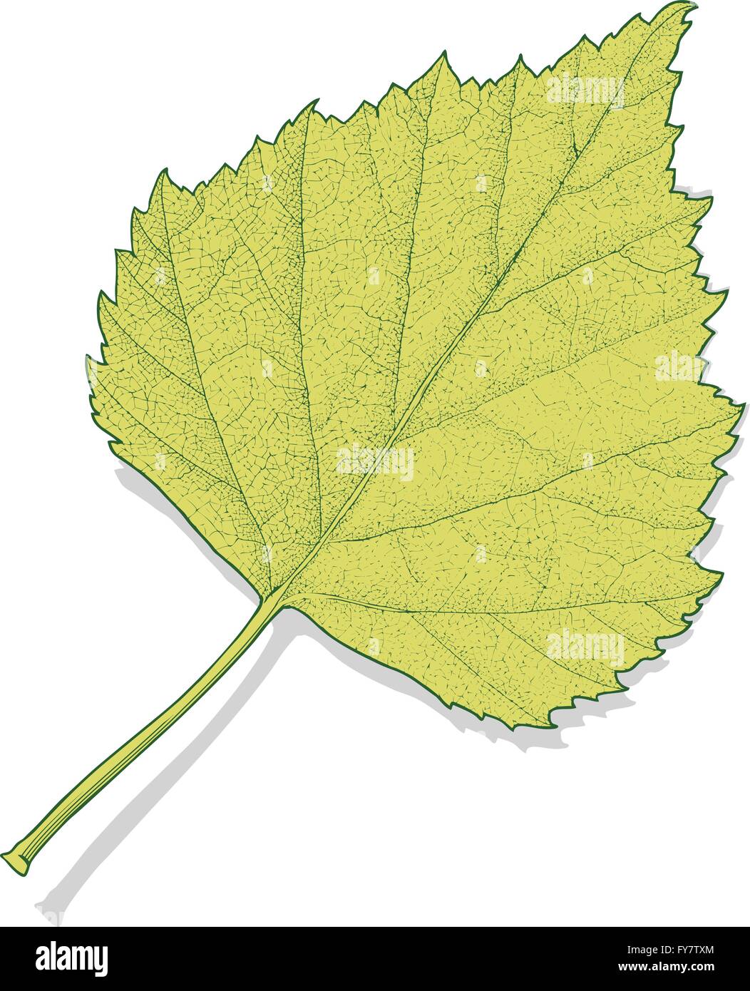 Vector illustration of autumn leaf on transparent background. Stock Vector
