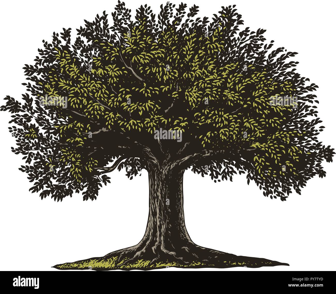 Vector illustration of a fruit tree in vintage engraving style. Stock Vector