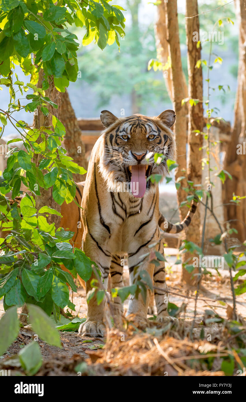 indochinese tiger facial expression after smelling femele Stock Photo