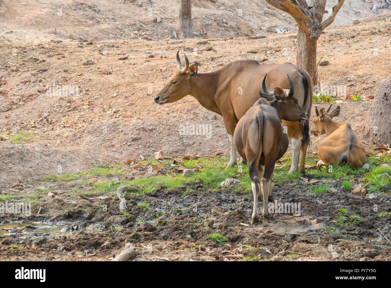 banteng (Bos javanicus) resting near mud Stock Photo