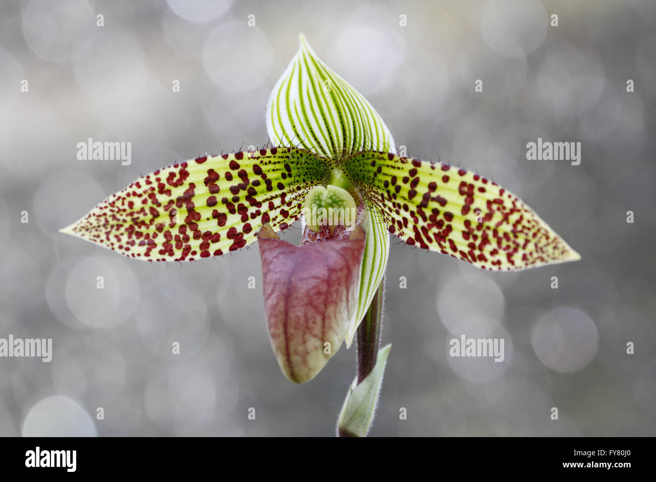 Lady's Slipper orchid from Southeast Asia. Stock Photo