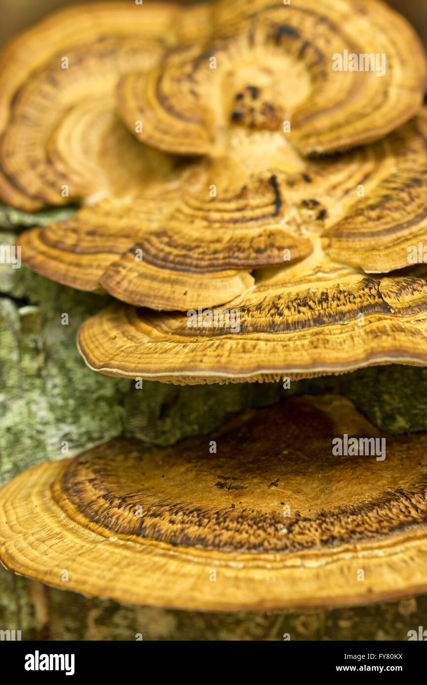 Fungus on a tree, macro photo ( selective focus) Stock Photo