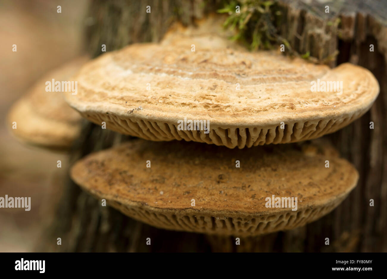 Fungus on a tree, macro photo ( selective focus) Stock Photo