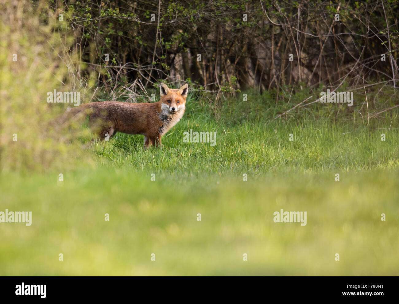 A wild Red dog fox (Vulpes vulpes) emerges from it's den in evening sunlight Stock Photo