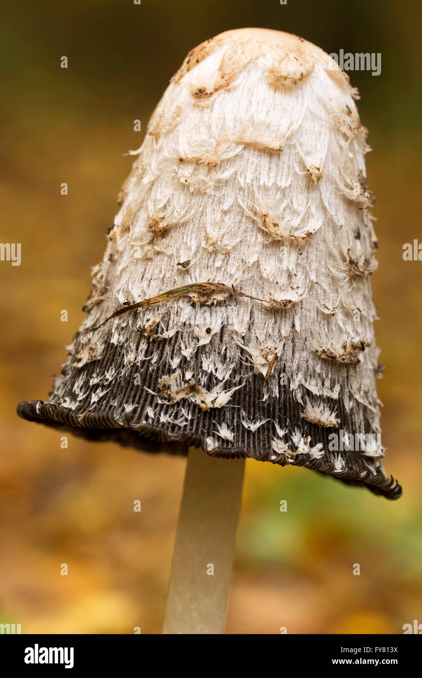 Shaggy ink cap (Coprinus comatus) mushroom in the forest Stock Photo ...