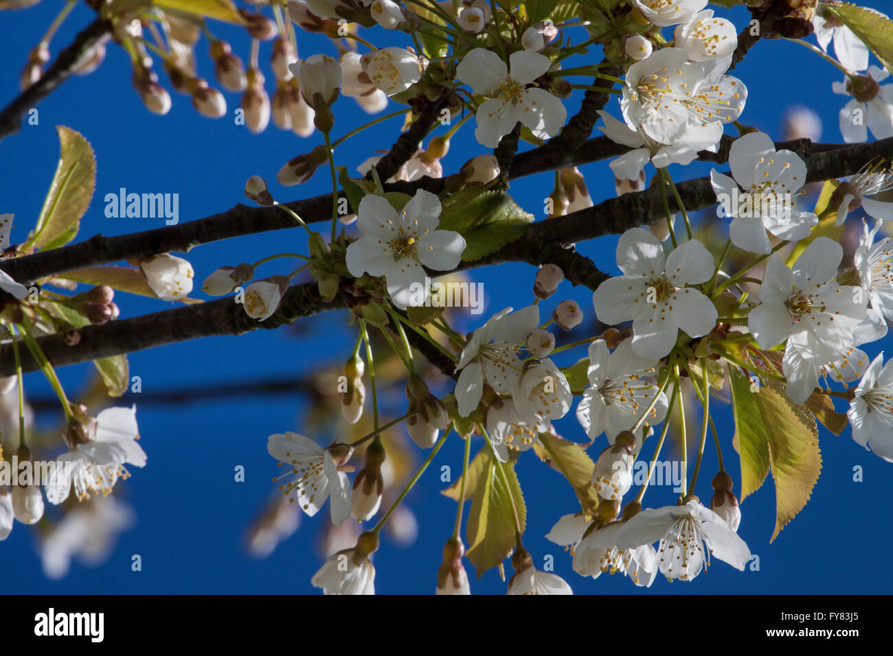 A view of May Blossom Stock Photo Alamy
