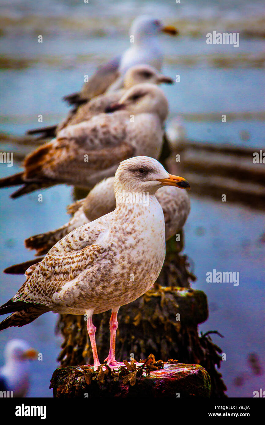 Young Herring Gulls Stock Photo Alamy