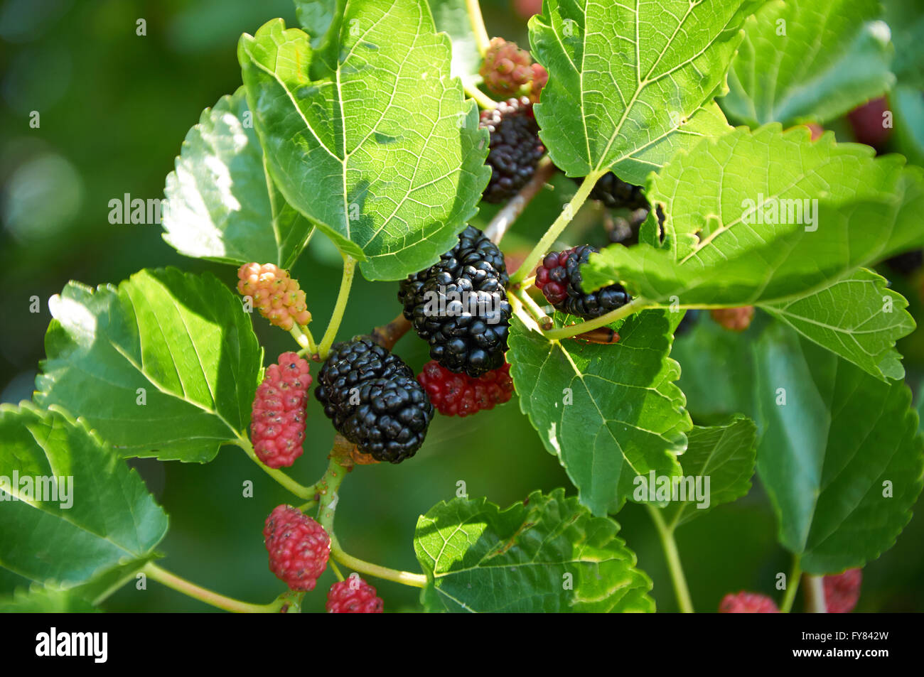 black ripe and red unripe mulberries on the branch Stock Photo