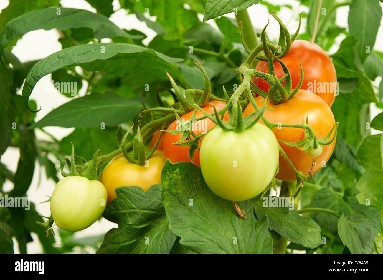 Growing branch of red tomato on vegetable garden Stock Photo - Alamy