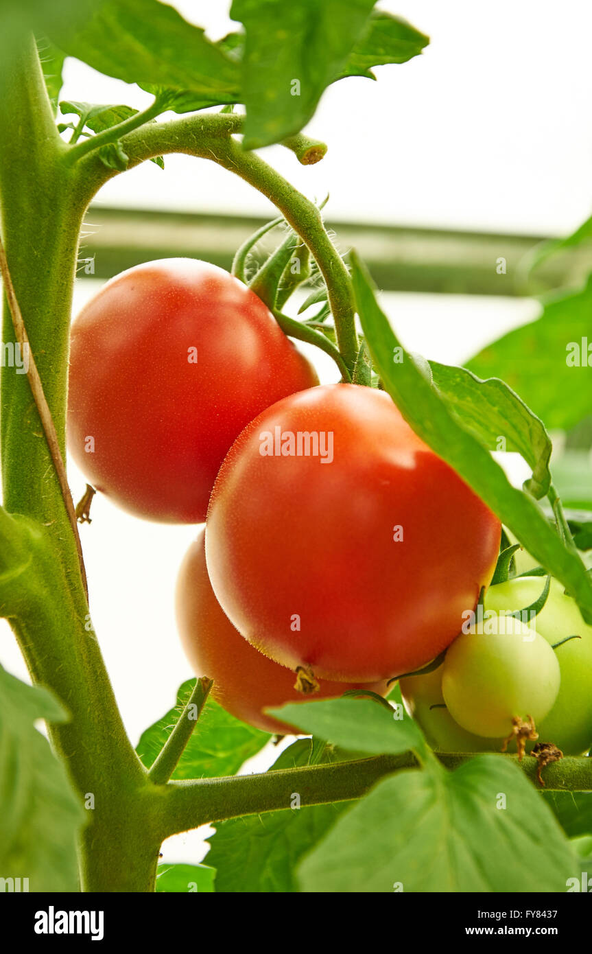 Growing branch of red tomato on vegetable garden Stock Photo - Alamy