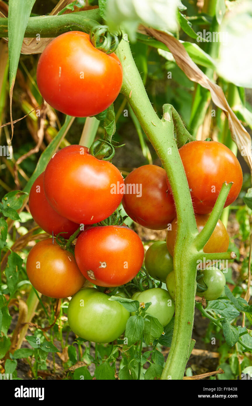 Growing branch of red tomato on vegetable garden Stock Photo - Alamy