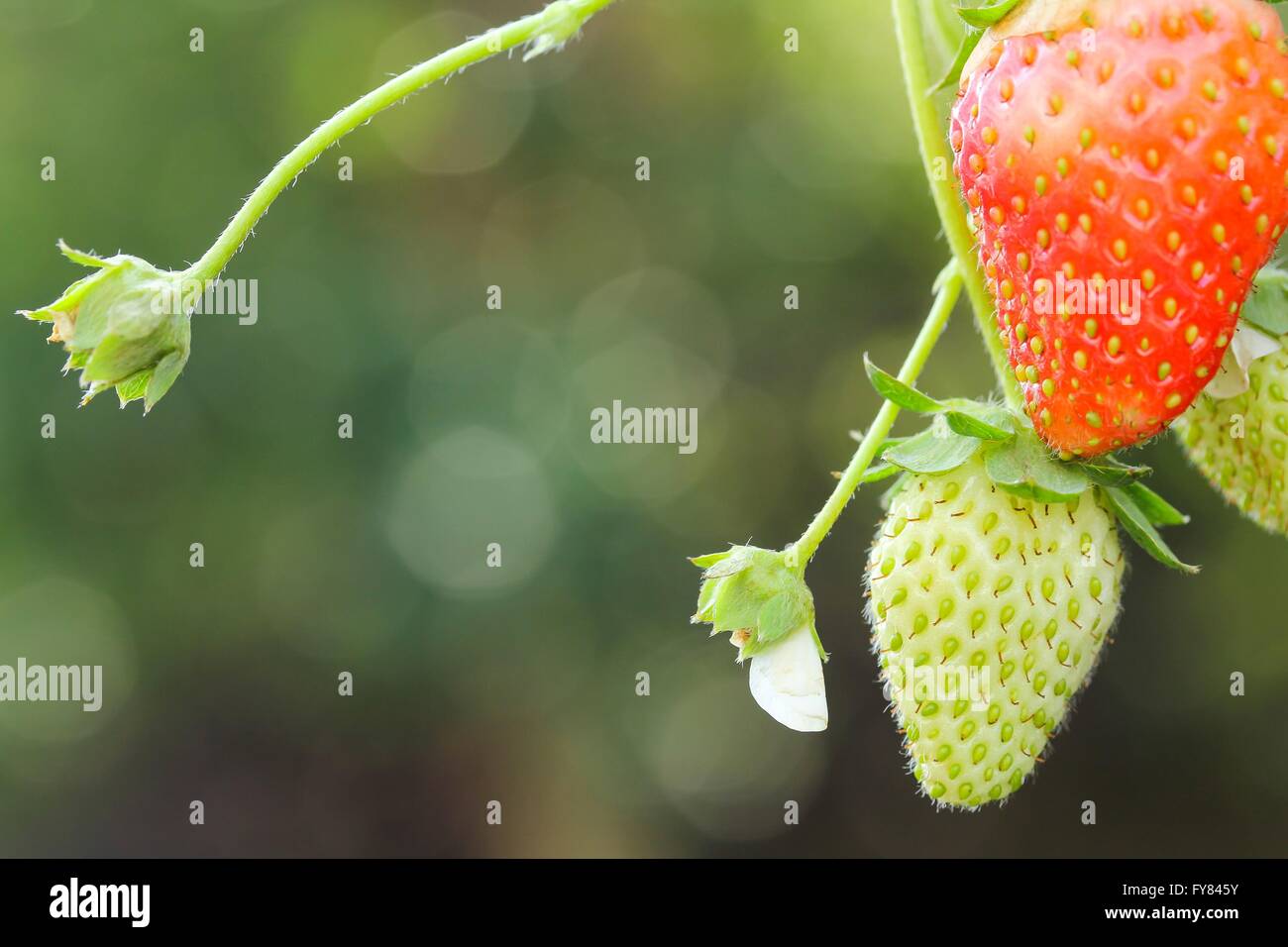 Strawberry growing on plant close up Stock Photo - Alamy