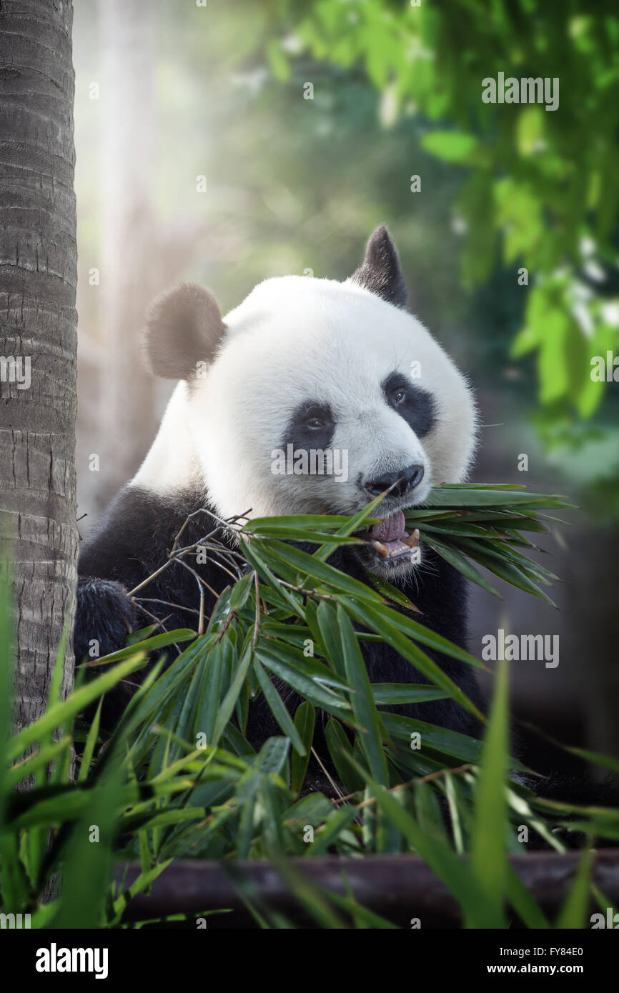 portrait of nice panda bear eating in summer environment Stock Photo