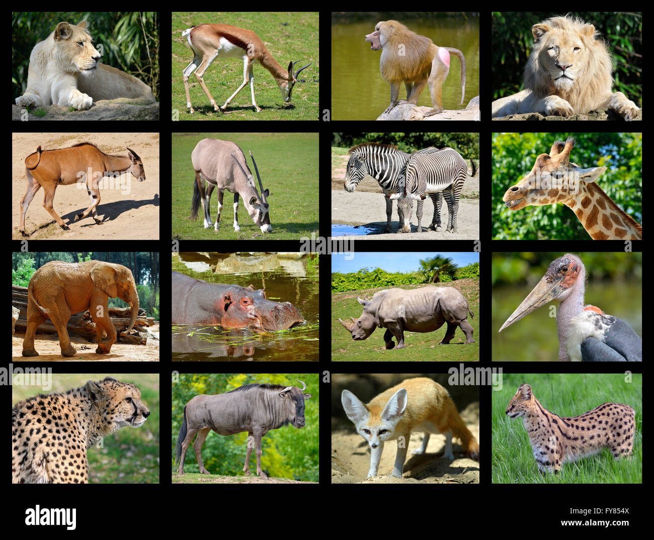 Sixteen mosaic photos of African animals Stock Photo