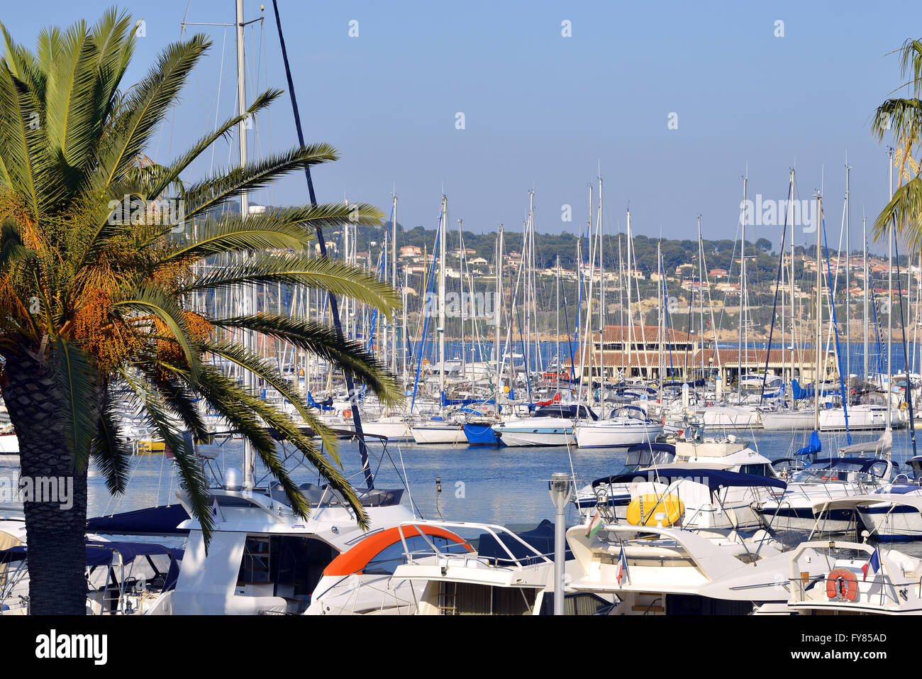 Port of Bandol and palm tree, commune in the Var department in the Provence-Alpes-Côte d'Azur region in southeastern France. Stock Photo