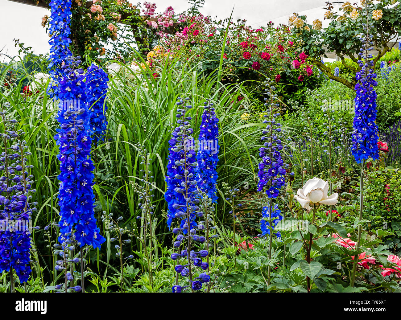 Tall blue Delphinium flowers (Blue Nile Stock Photo - Alamy