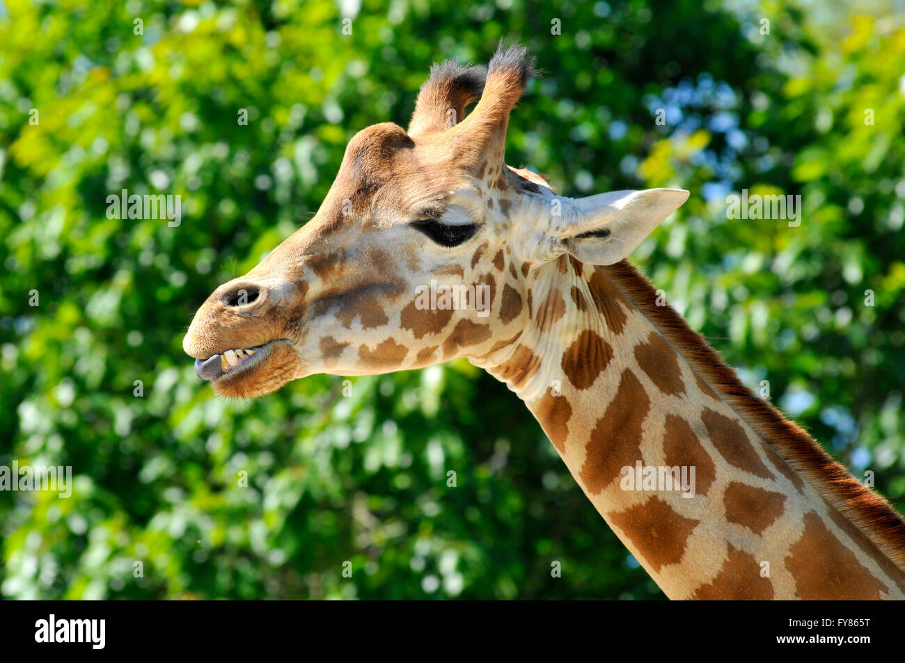 Profile portrait of a giraffe (Giraffa camelopardalis)  showing its teeth on green foliage background Stock Photo