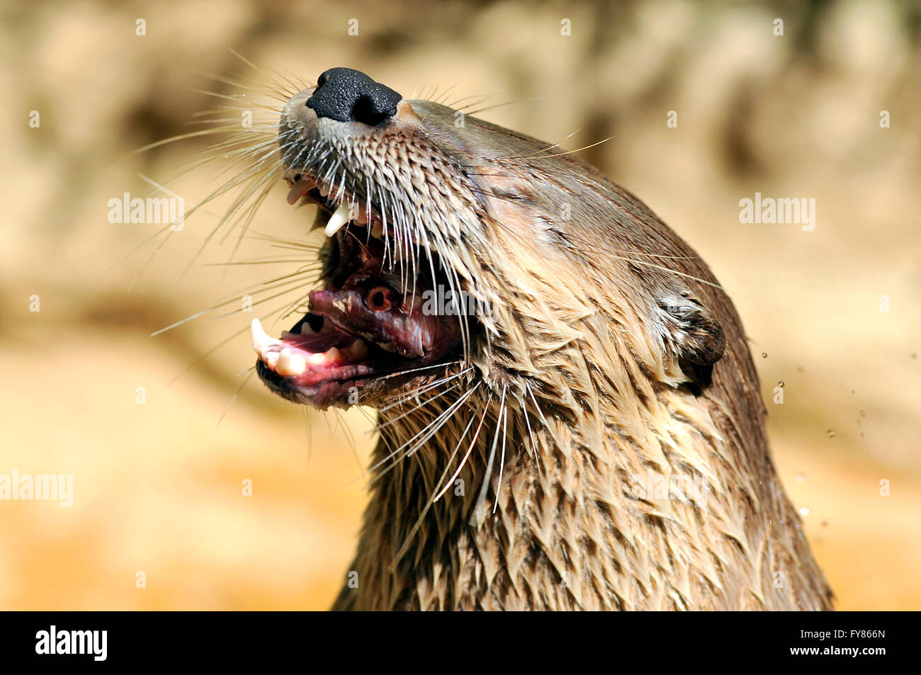 Portrait of  North American River Otter (Lontra canadensis) eating a fish Stock Photo