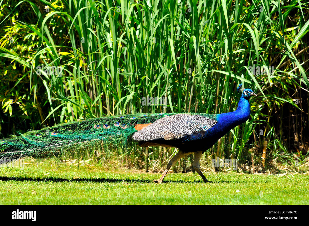 Male Indian Peafowl (Pavo cristatus) walking on grass and seen from profile Stock Photo