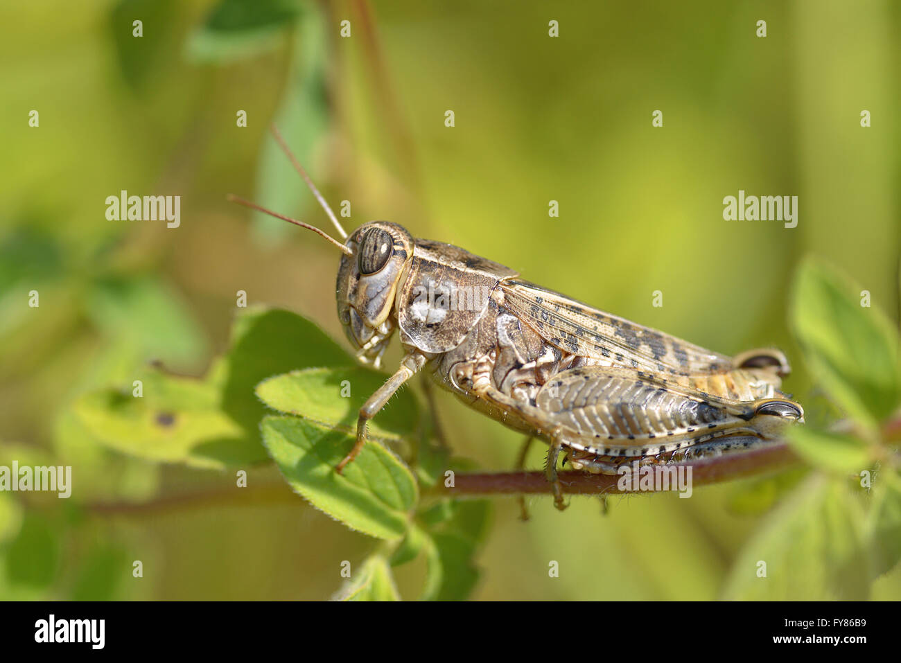 Macro of Locust on leaf seen from profile Stock Photo - Alamy