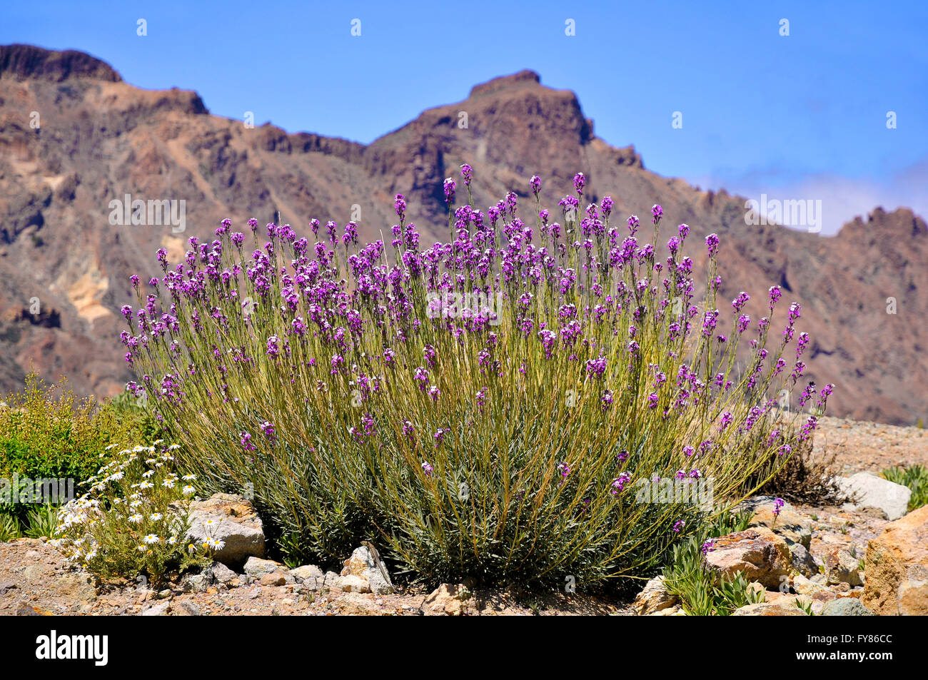 Teide wallflowers (Erysimum scoparium) in the mountains of spanish Tenerife in the Canary Islands Stock Photo