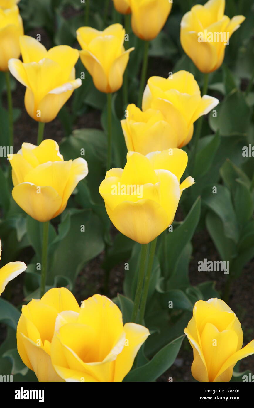Close up of yellow tulips growing in an Irish garden Stock Photo - Alamy