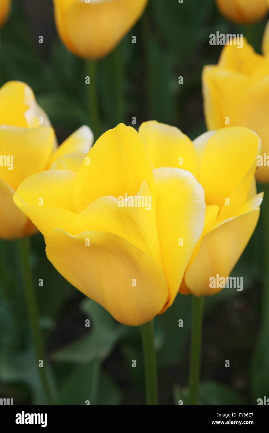 Close up of yellow tulips growing in an Irish garden Stock Photo - Alamy