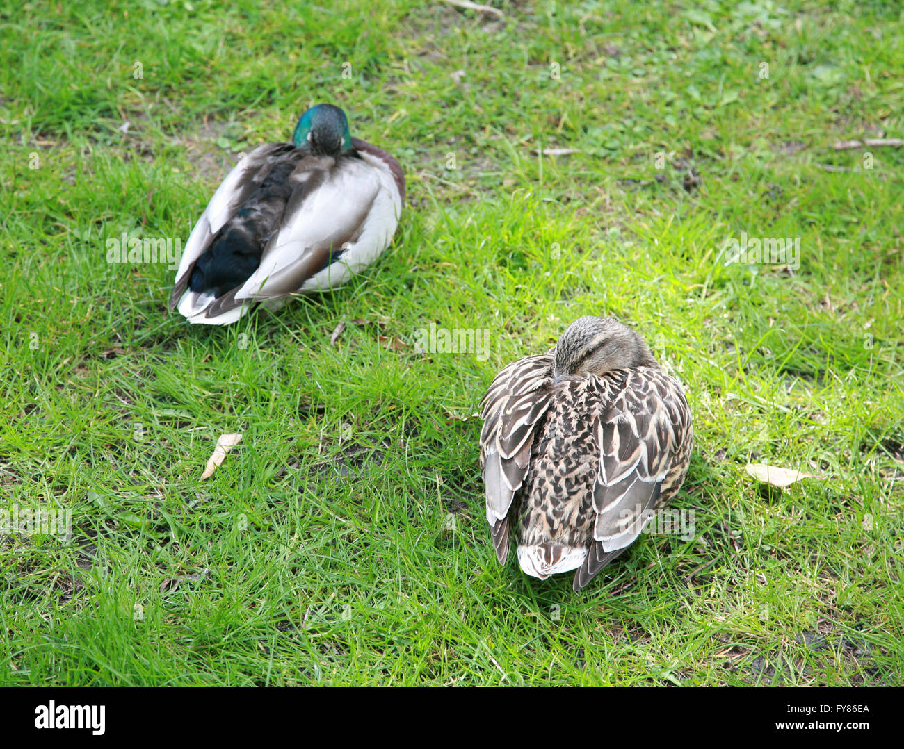 Two ducks sleeping on grass in an Irish garden Stock Photo