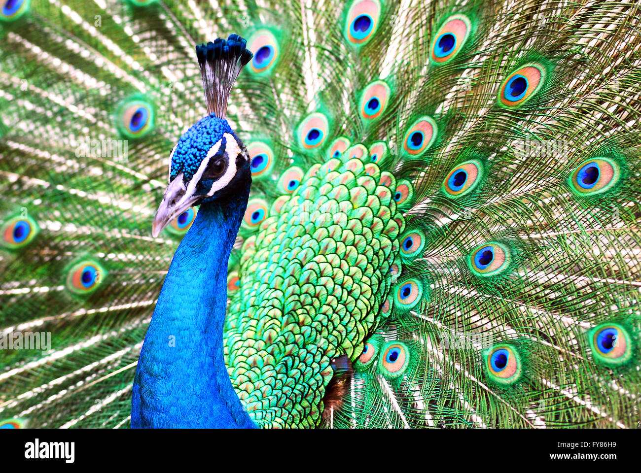 Closeup male peacock (Pavo cristatus) displaying tail feathers Stock Photo