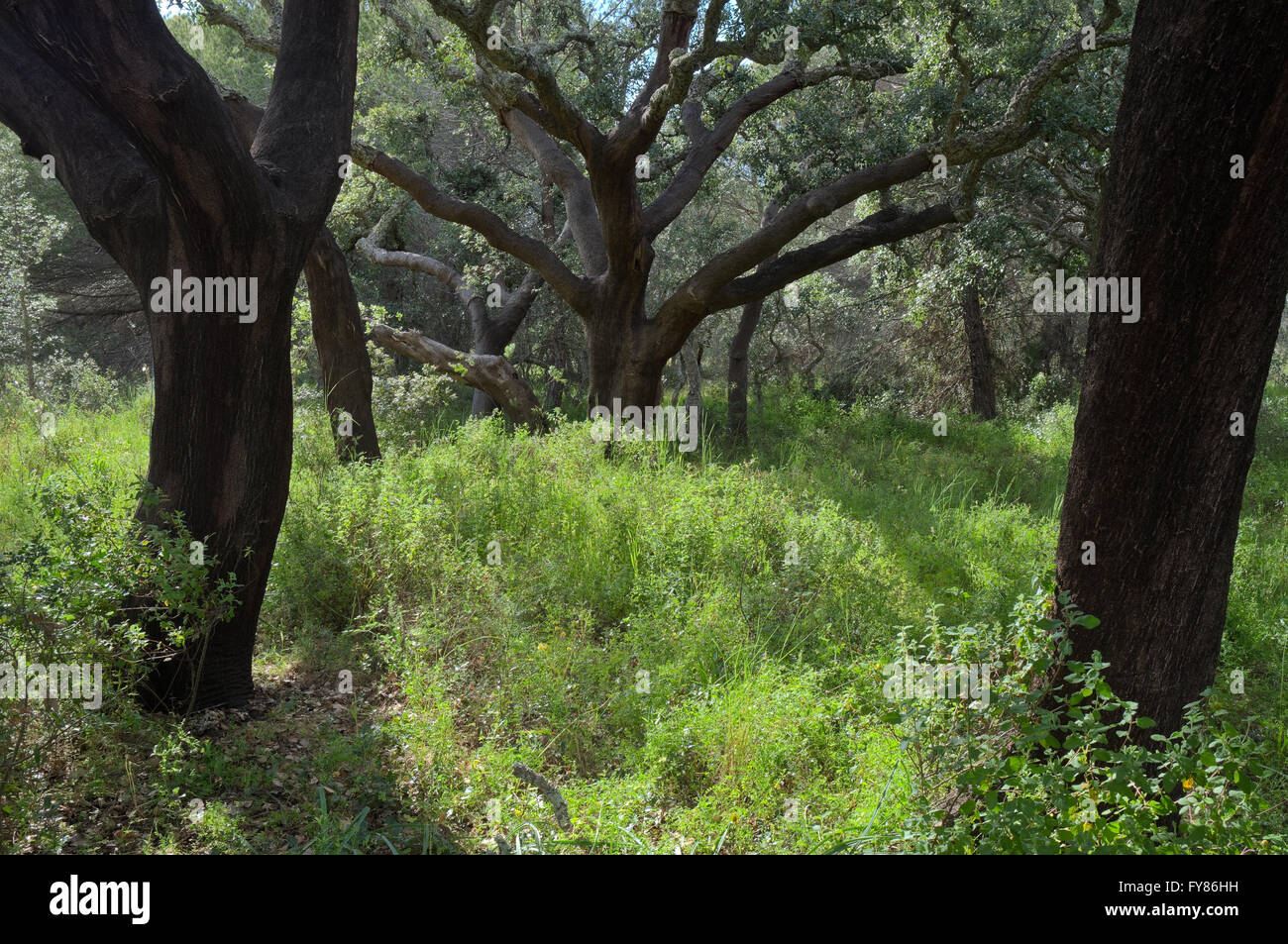 forest-of-ludo-scenery-algarve-portugal-