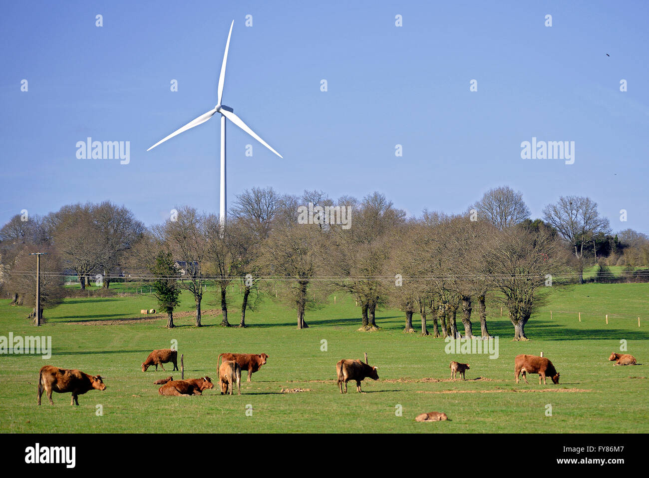 Brown cows and calfs with one wind turbine in France, Sarthe department Stock Photo