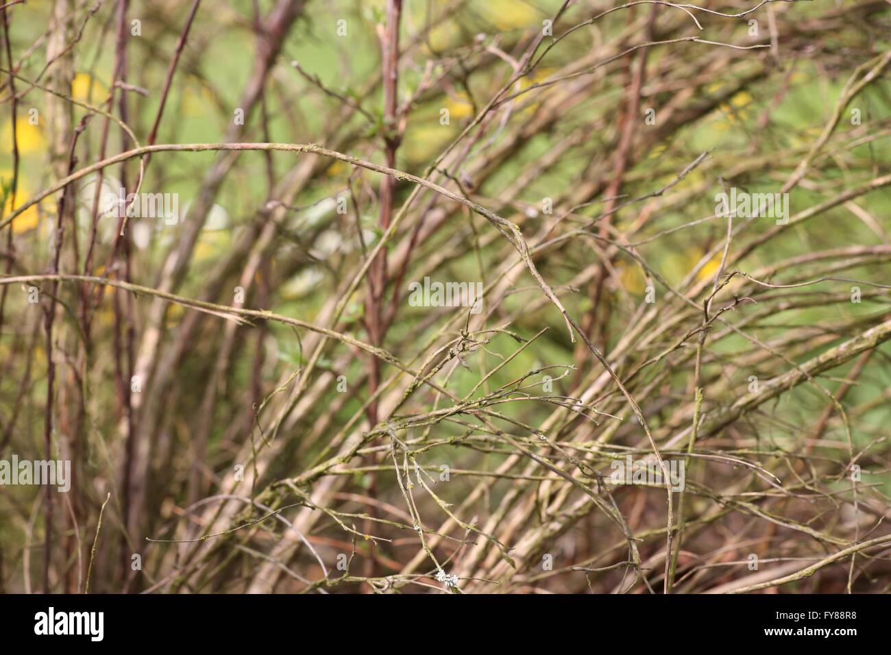 thorn bush on spring garden Stock Photo Alamy