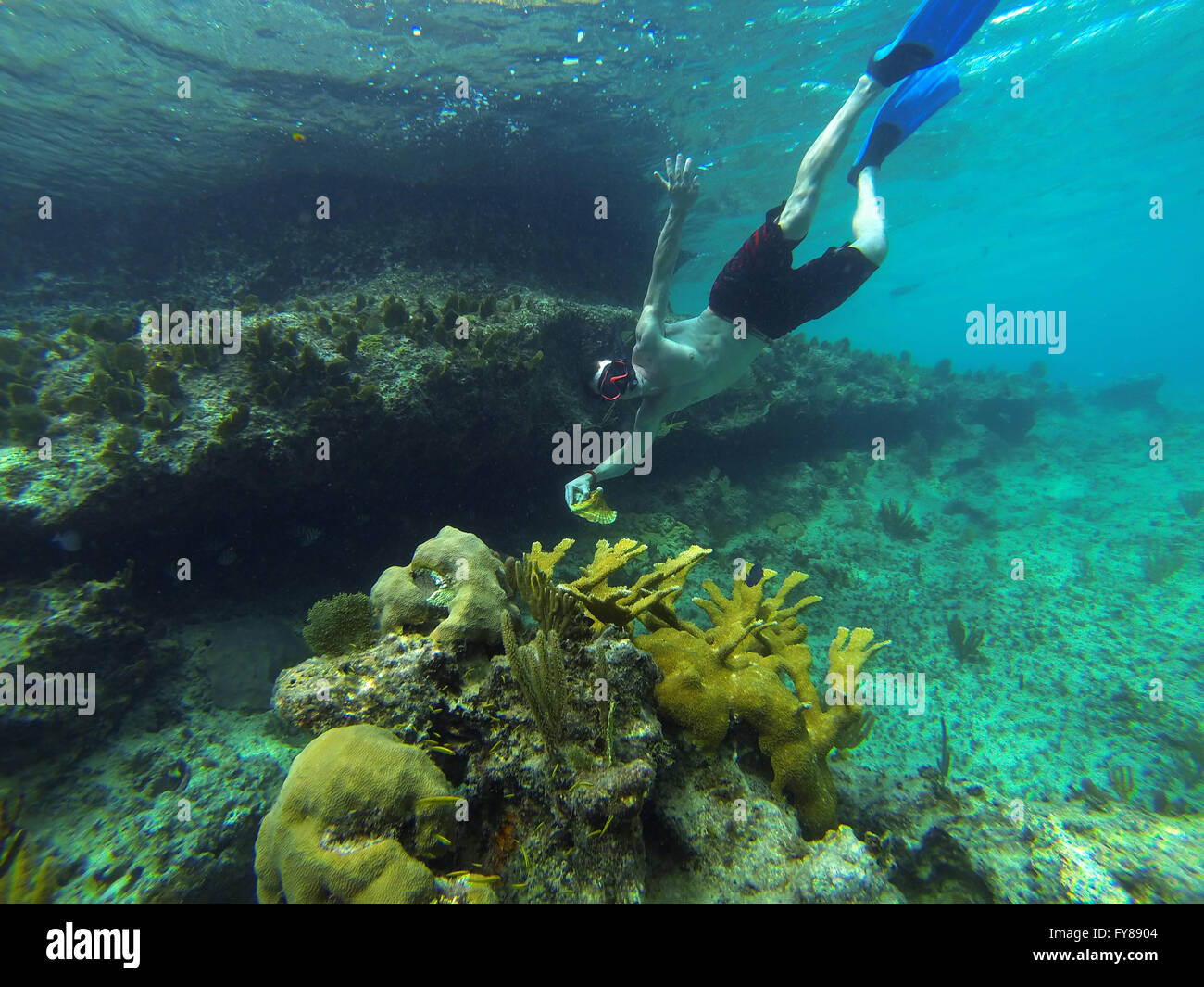 Coral Reef snorkeling adventures at Deadman's reef Freeport Bahamas Stock Photo Alamy