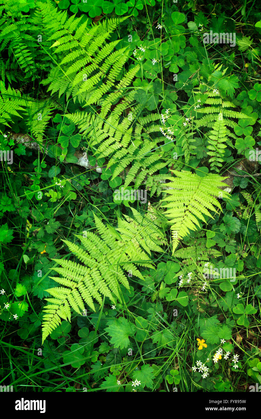 Detail of lush forest floor foliage including fern and wood sorrel in Olympic National Park, Washington Stock Photo