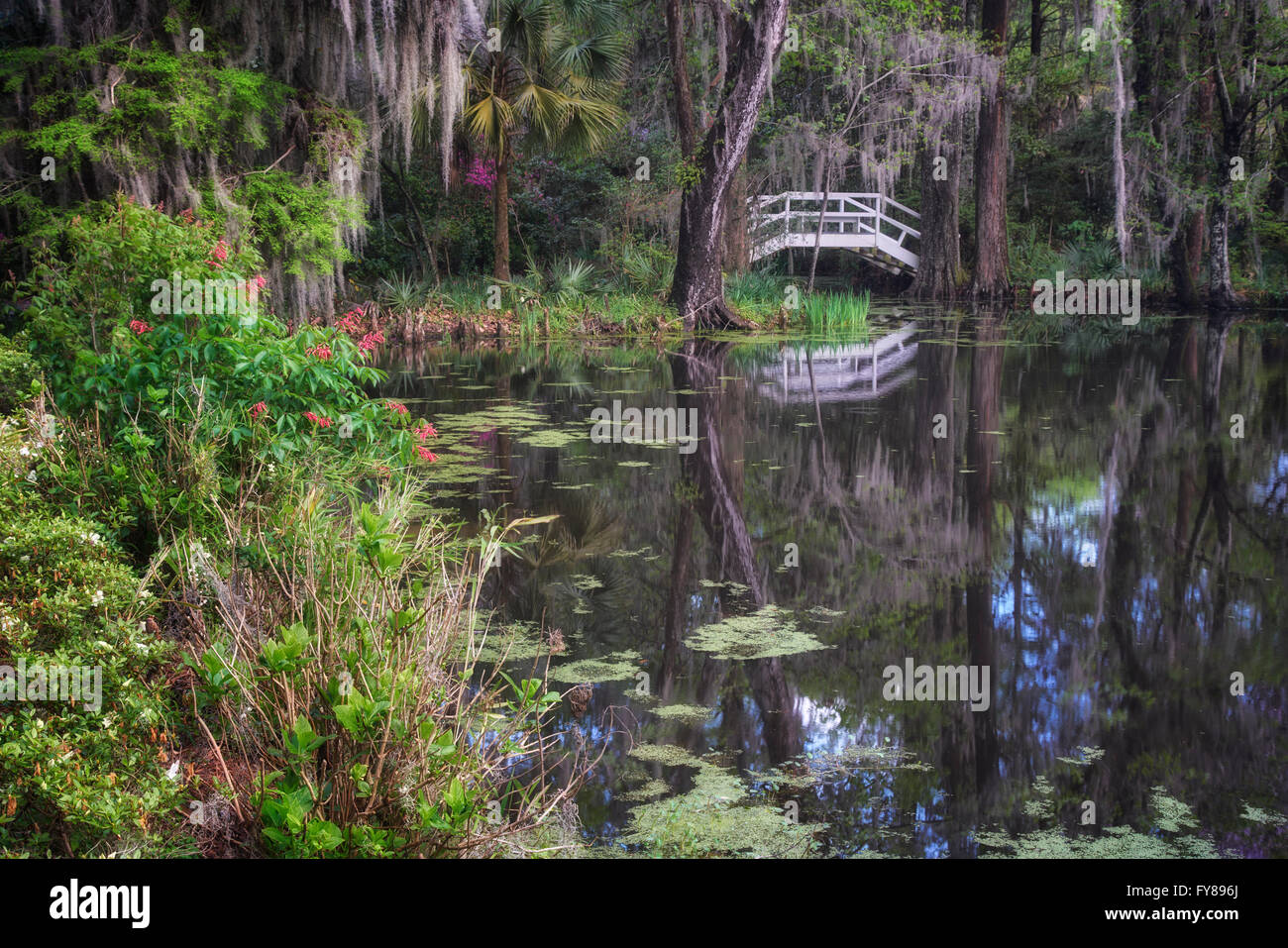 Moss covered oaks, pink azaleas and Cypress swamp at Magnolia Plantation and Gardens in Charleston, South Carolina Stock Photo
