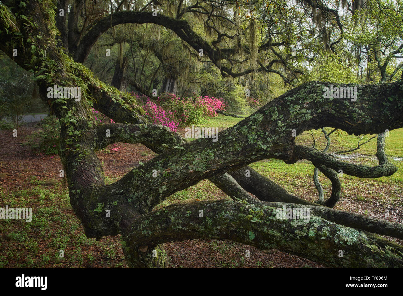 Majestic moss-covered oaks and azaleas at Magnolia Plantation and Gardens in Charleston, South Carolina Stock Photo