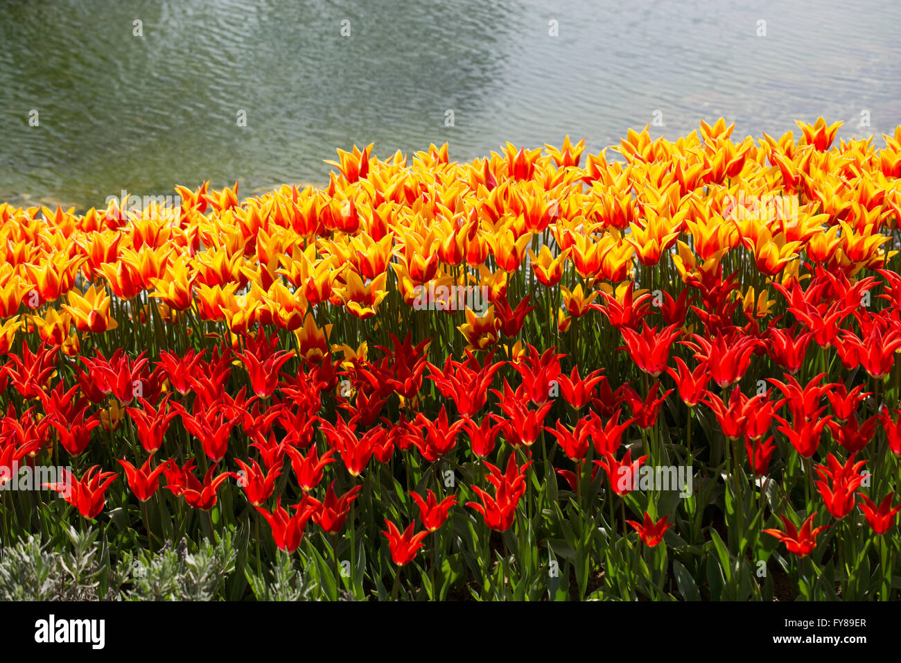 tulips of various colors in nature in spring time Stock Photo - Alamy