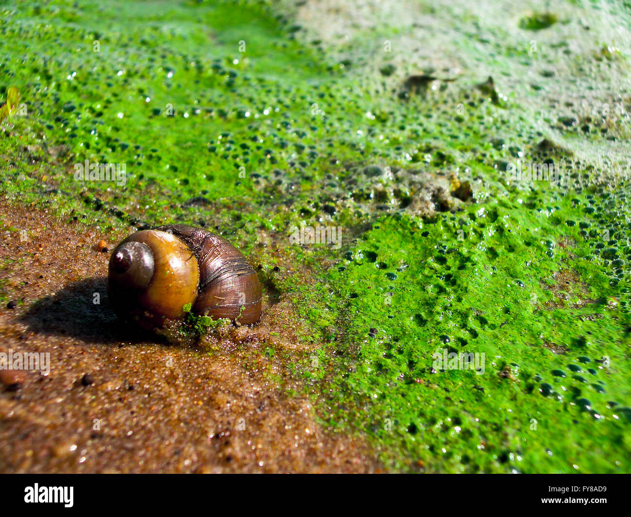 Flowering of seaweed in area of a water-fence of city of Kazan Stock Photo