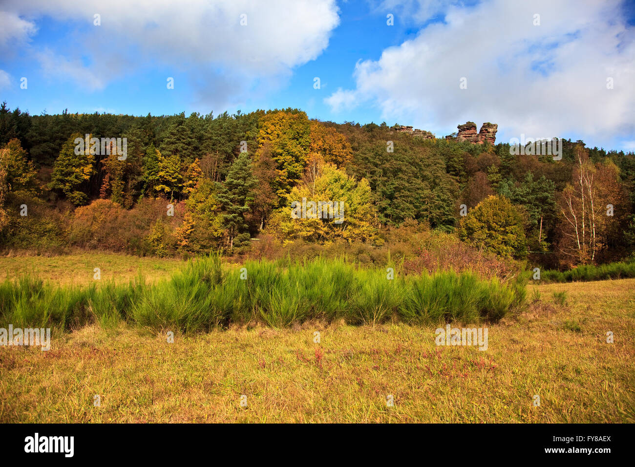 The palatinate forest hi-res stock photography and images - Alamy