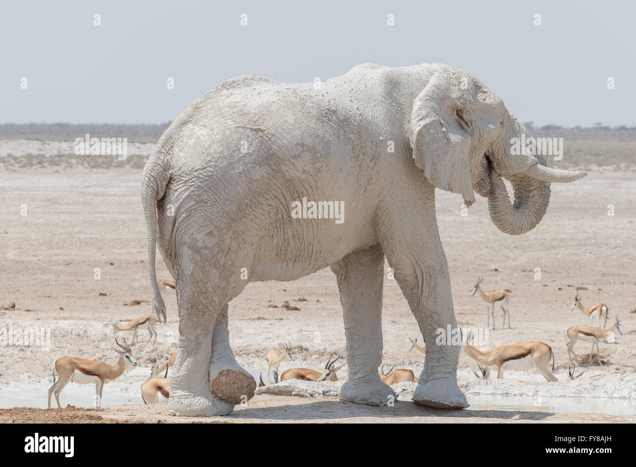 'Ghost' bull elephant, so called due to the whiteness of the clay used as a sunscreen, Etosha National Park, Namibia Stock Photo